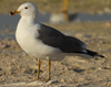 Larus armenicus