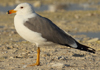 Larus armenicus