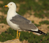 Larus armenicus