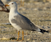 Larus armenicus