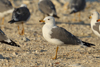 Larus armenicus