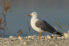 Larus armenicus