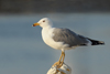 Larus armenicus