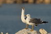 Larus armenicus