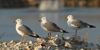 Larus armenicus