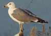 Larus armenicus