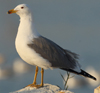 Larus armenicus