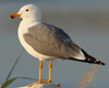 Larus armenicus