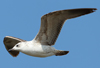 Larus armenicus