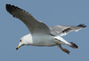 Larus armenicus