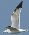 Larus armenicus