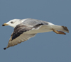 Larus armenicus