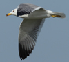 Larus armenicus