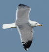 Larus armenicus