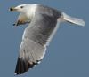 Larus armenicus