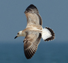 Larus armenicus