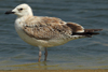 Larus armenicus