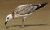 Larus armenicus