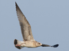 Larus armenicus