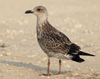 Larus armenicus