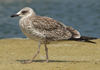 Larus armenicus