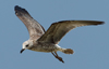 Larus armenicus
