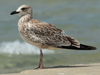 Larus armenicus