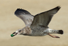 Larus armenicus