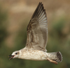 Larus armenicus