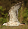 Larus armenicus
