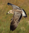 Larus armenicus