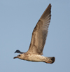 Larus armenicus