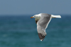 Larus armenicus