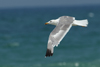 Larus armenicus
