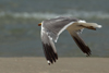 Larus armenicus