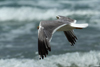 Larus armenicus
