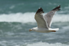Larus armenicus