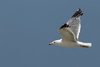Larus armenicus