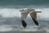 Larus armenicus