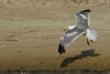 Larus armenicus