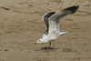 Larus armenicus