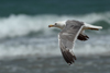 Larus armenicus
