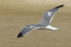 Larus armenicus