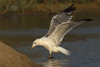 Larus armenicus