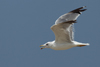 Larus armenicus