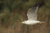 Larus armenicus