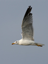 Larus armenicus