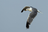 Larus armenicus