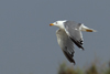 Larus armenicus