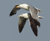 Larus armenicus